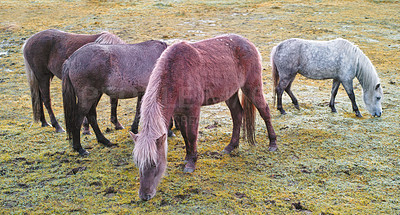 Buy stock photo Relaxed animals standing outside together eating on a lush green landscape on an early spring morning. Horses grazing on a breezy pasture or farm land. Wild ponies relaxing, feeding on rural farmland