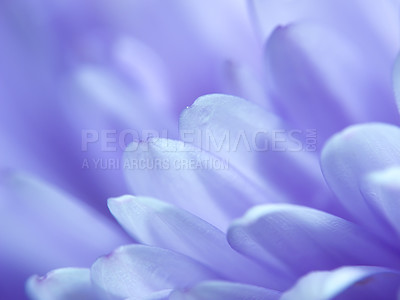Buy stock photo Macro, flower and petals with garden and nature, environment with natural background and Spring time. Closeup of plant, gardening or landscaping with blossom, botanical and ecology for growth