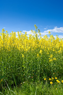 Buy stock photo Sky, field or environment with grass for flowers, agro farming or sustainable growth in nature. Background, yellow canola plants or landscape of meadow, lawn or natural pasture for crops and ecology
