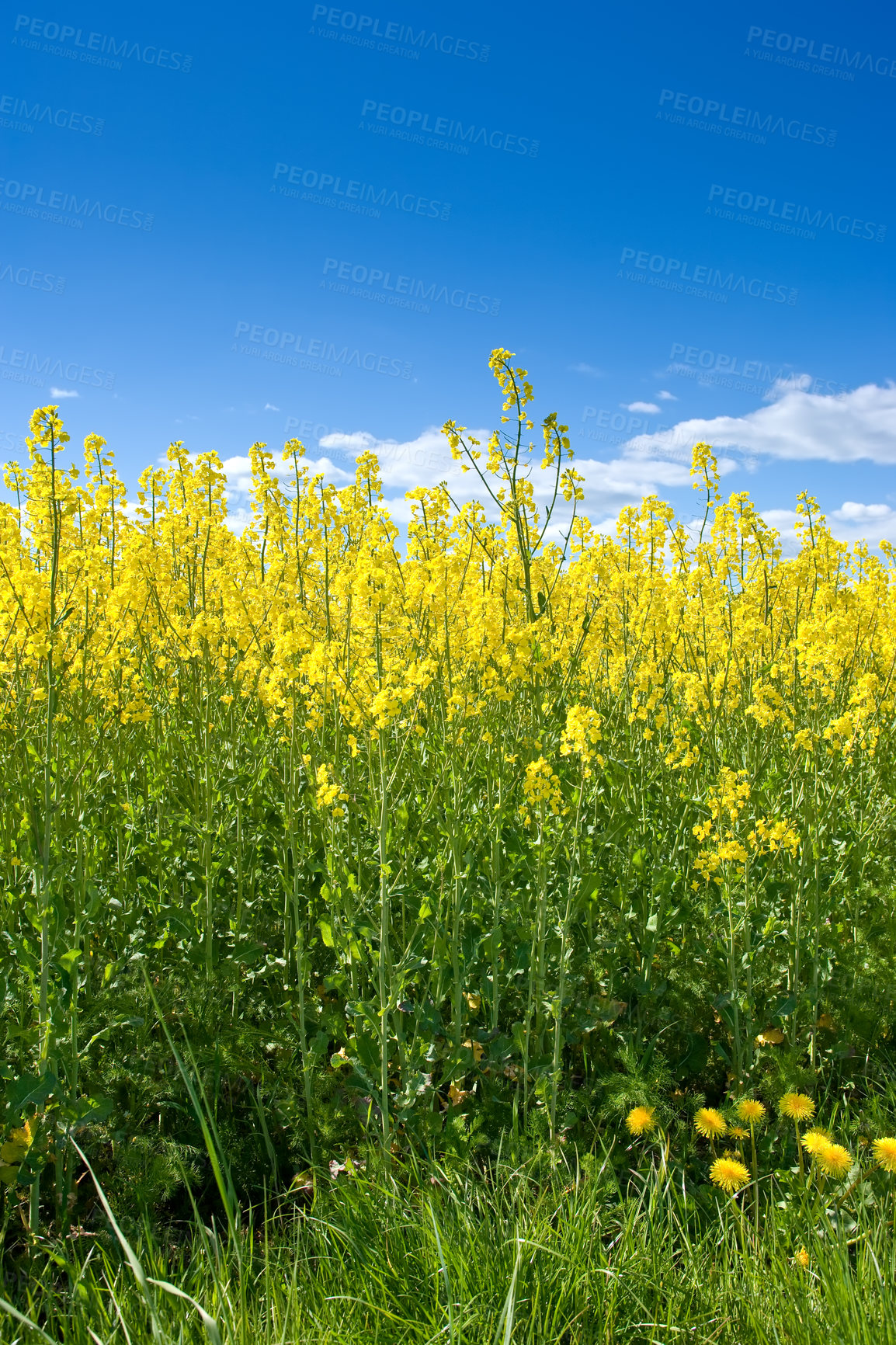 Buy stock photo Sky, field or environment with grass for flowers, agro farming or sustainable growth in nature. Background, yellow canola plants or landscape of meadow, lawn or natural pasture for crops and ecology