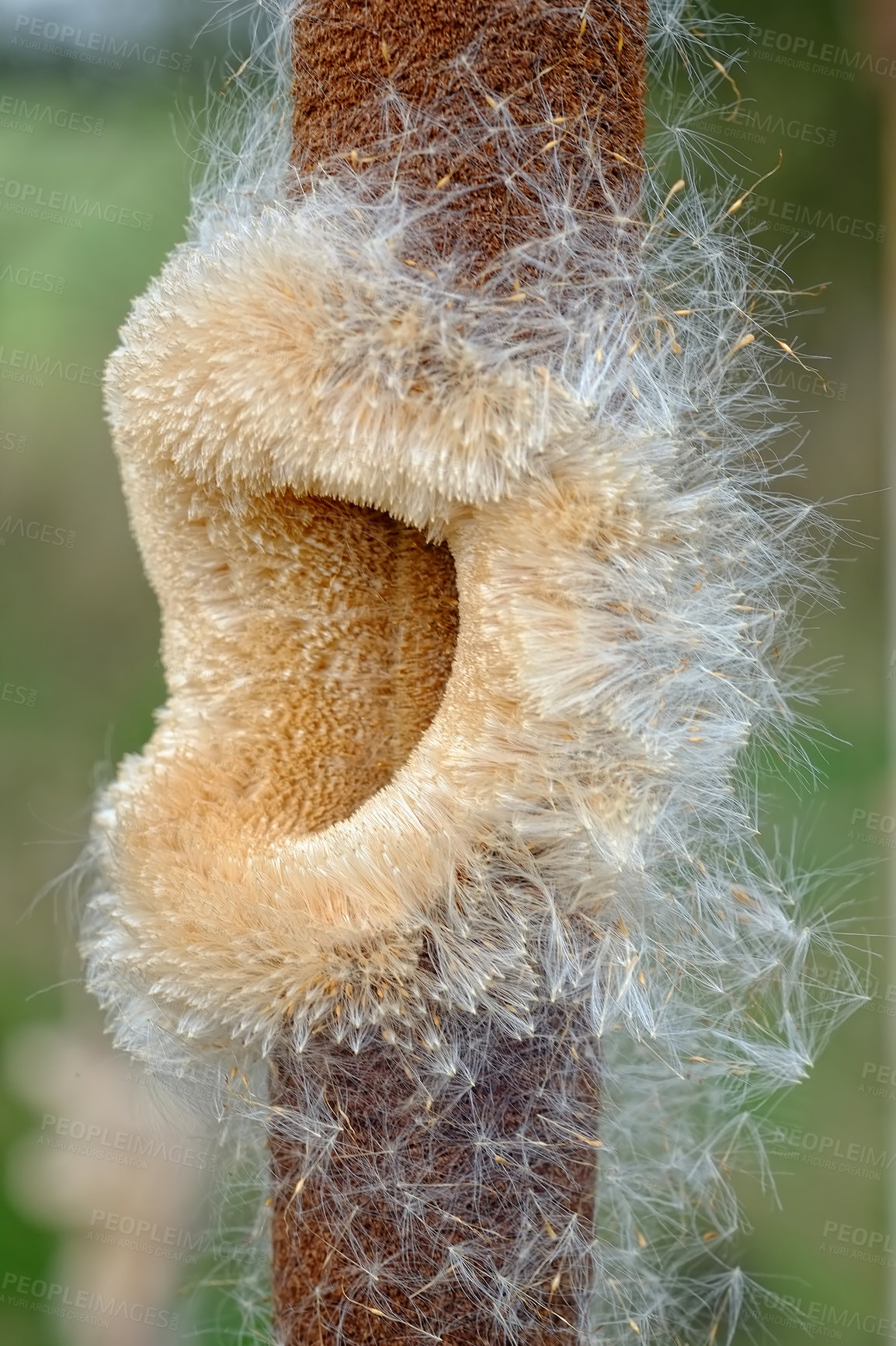 Buy stock photo Bulrush, nature and spring plant, conservation of environment bulb for growth. Ecology, botany and ecosystem for sustainability in natural vegetation, Typha latifolia or swamp flora for earth day