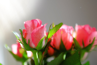 Buy stock photo Roses, leaf and flower in nature for plant, love and bloom with bud and growth in natural or outdoor. Bouquet, gift and fresh for sunlight and spring in season with floral, petal and color for seed  