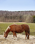 Beautiful brown horse outdoors in the daytime