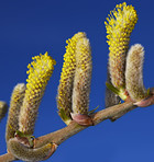 A sharp and detailed photo of nature details in springtime