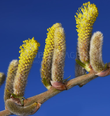 Buy stock photo Closeup, tree and willow in spring in nature with leaf, pollen and sprout for ecology in studio on blue background. Salix caprea, foliage or plant with twig, natural growth or botany for food outdoor