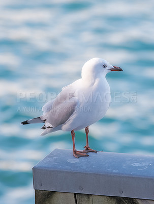 Buy stock photo Seagull, outdoor and ocean environment or ecosystem wildlife at coastal sea in habitat for relax, calm or sitting. Bird, feathers and outside in South Africa or animal with wings, perched or water