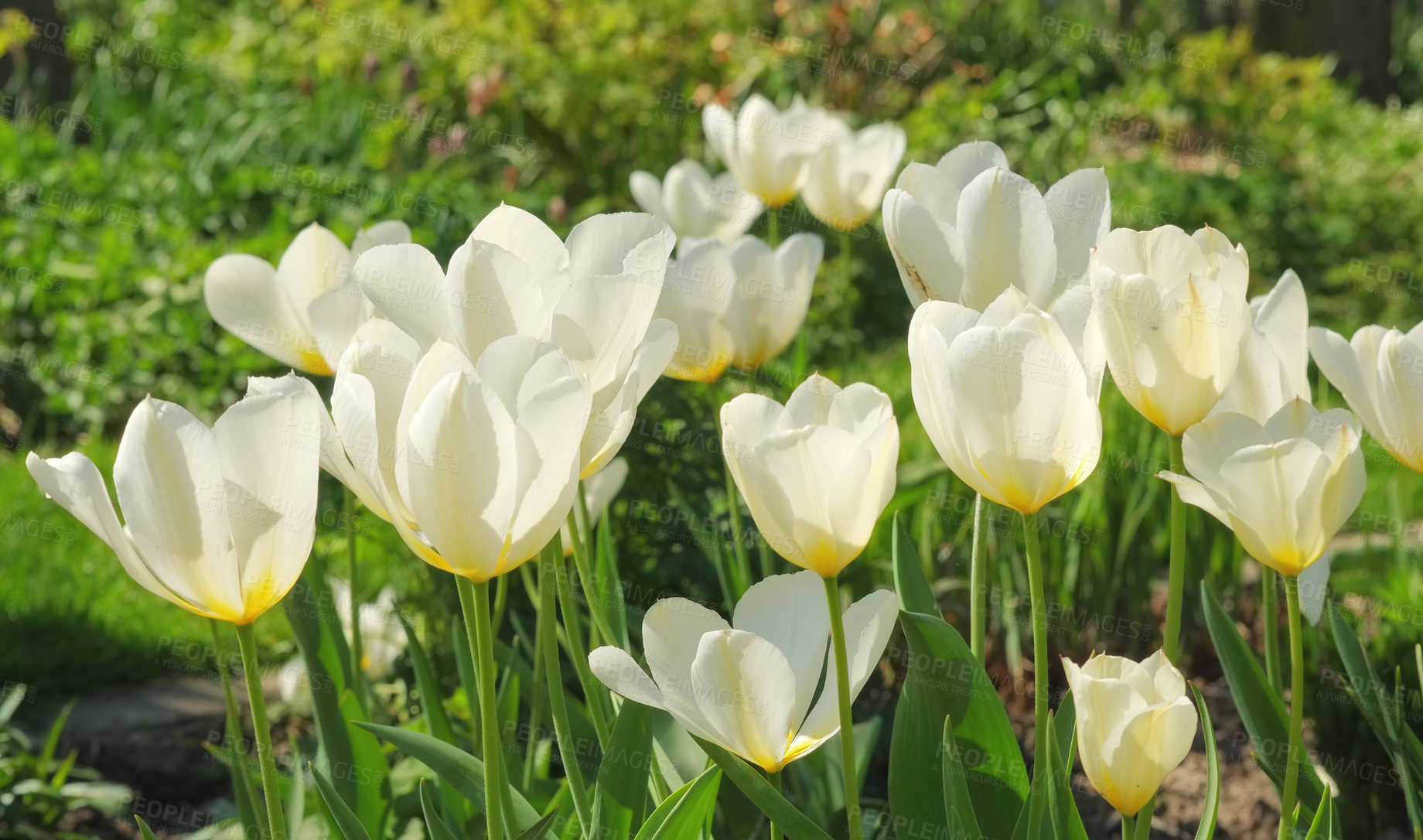 Buy stock photo Nature, spring and flowers in field with natural landscape, morning blossom and floral zen. Growth, peace and yellow tulip bush with green backyard garden, countryside and sustainable environment.