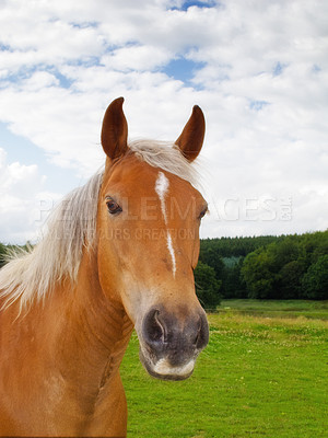 Buy stock photo Portrait of a brown horse on a field outside. Animal in grass farm land near a forest on a cloudy day. Chestnut pony grazing on a lush spring landscape. Lovely nature scene of rural green meadow