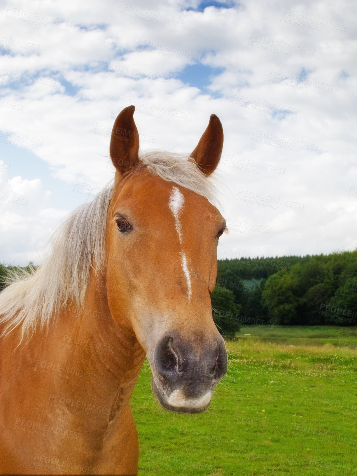 Buy stock photo Portrait of a brown horse on a field outside. Animal in grass farm land near a forest on a cloudy day. Chestnut pony grazing on a lush spring landscape. Lovely nature scene of rural green meadow