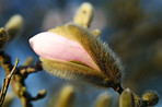 Budding flower in Japan