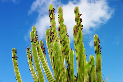 Buy stock photo A closeup image of thorny cacti