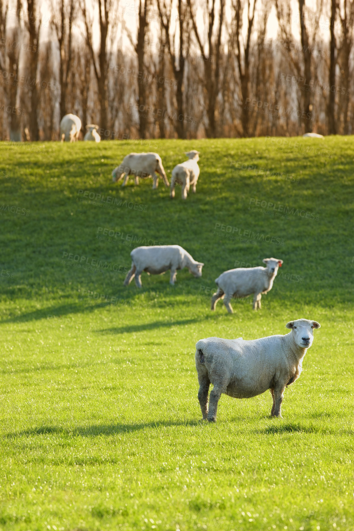 Buy stock photo A photo of sheep on a field in New Zealand