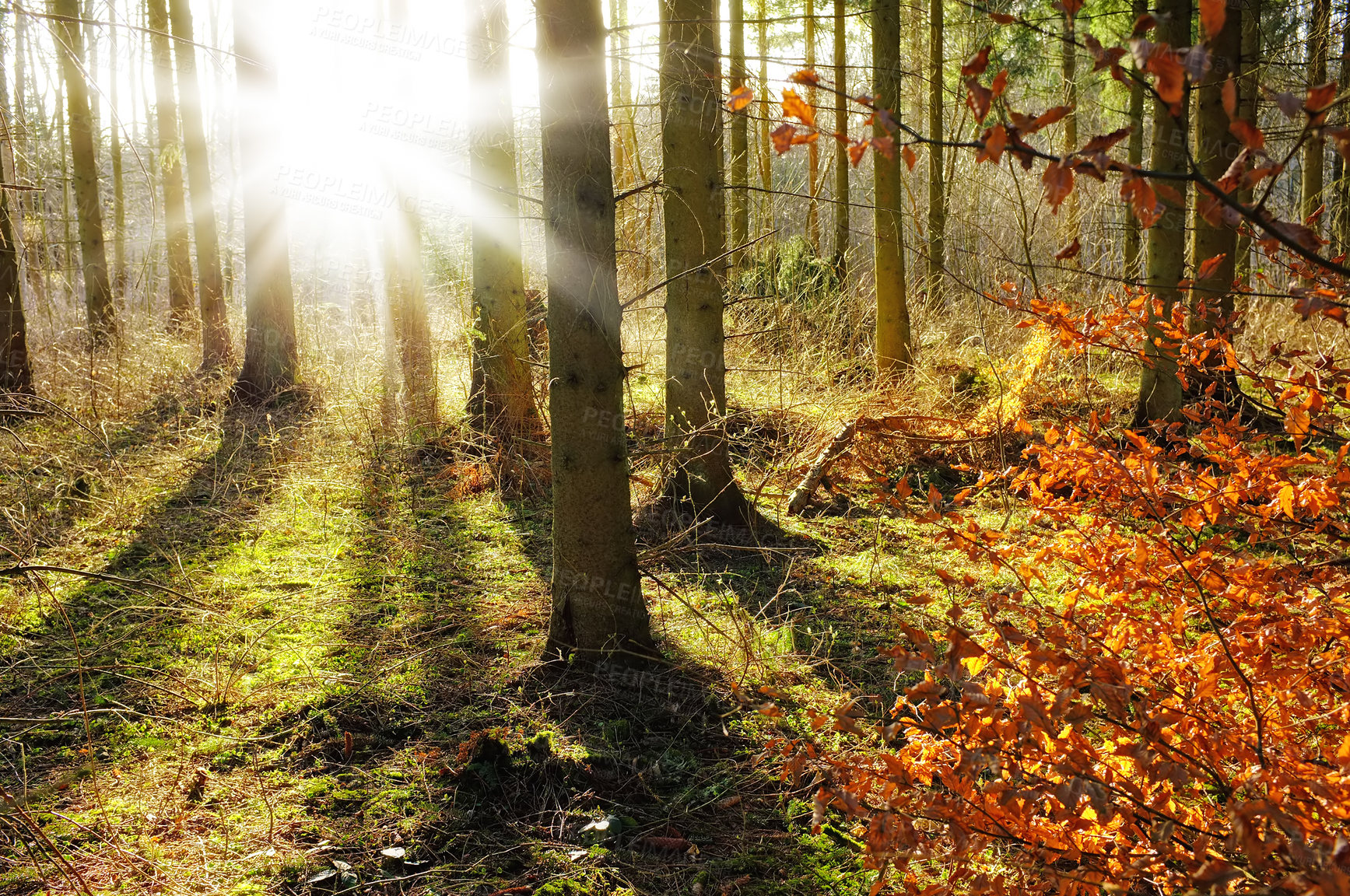 Buy stock photo Cropped shot of a huge forest