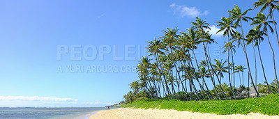 Buy stock photo Palm tree, sky space or holiday at beach in Hawaii or summer for tropical outdoor vacation. Honolulu background, environment or ocean travel with nature for island paradise or natural resort or break