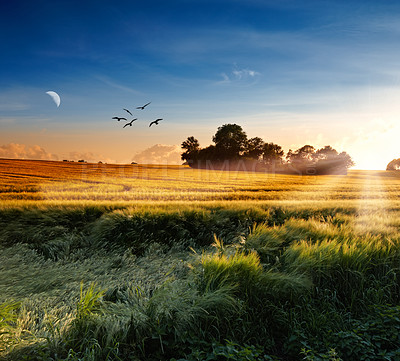 Buy stock photo Landscape, nature and grass with sunshine by countryside for farming, agriculture and sustainability or environment. An empty land or wheat field with moon, blue sky and cereal, grain or rice outdoor