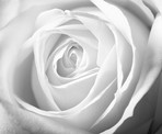 A close-up photo of a white rose