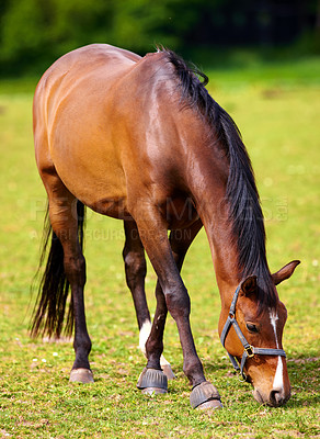 Buy stock photo Horse, grass field and countryside for land grazing outdoor in environment for food, sustainability or animal. Stallion, pet and hay for healthy nutrition in Texas for agriculture, farm or nature