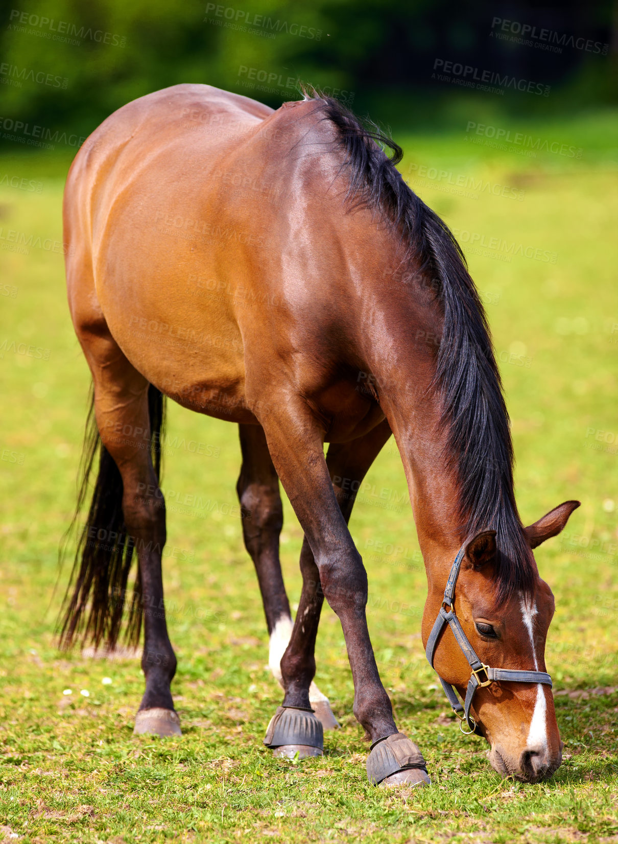 Buy stock photo Horse, grass field and countryside for land grazing outdoor in environment for food, sustainability or animal. Stallion, pet and hay for healthy nutrition in Texas for agriculture, farm or nature