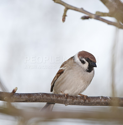 Buy stock photo Bird, tree sparrow, wildlife and sky with animal, balance and feather for rest with macro photograph. Garden, autumn and Eurasian closeup in nature and ecosystem isolated on branch in environment