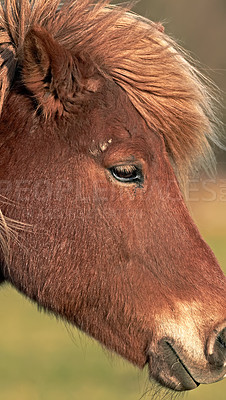 Buy stock photo Face of a brown horse grazing on a field outside. Animal standing on green farm land on a sunny day. Zoom in on one  pony eating on a lush spring landscape. Lovely scene of rural farmland and nature 