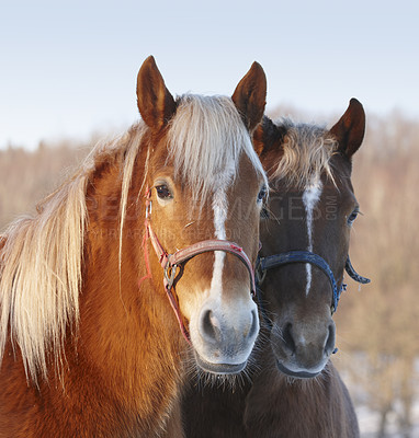 Buy stock photo Portrait of two horses outside a farm. Beautiful domestic mare and stallion together looking at the camera standing. Cute animals in nature on a summer or spring day on the farmland in a rural village