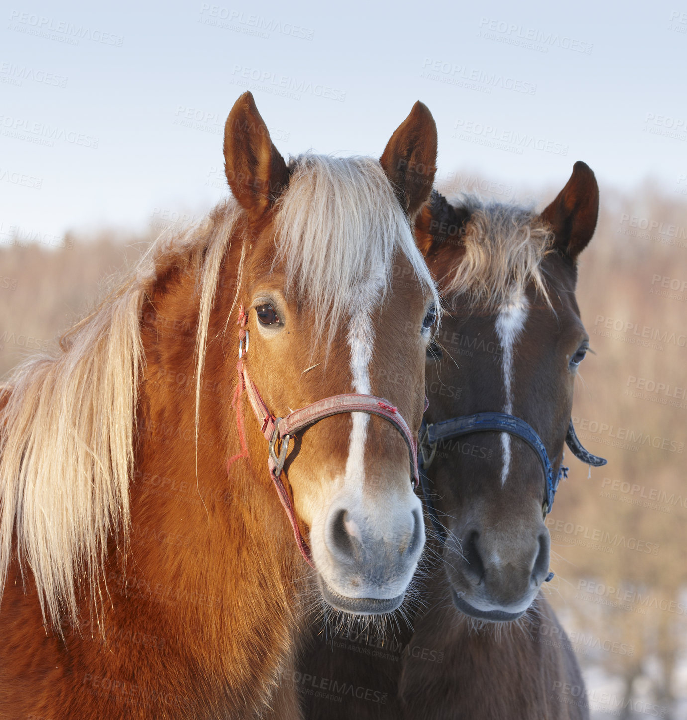 Buy stock photo Portrait of two horses outside a farm. Beautiful domestic mare and stallion together looking at the camera standing. Cute animals in nature on a summer or spring day on the farmland in a rural village