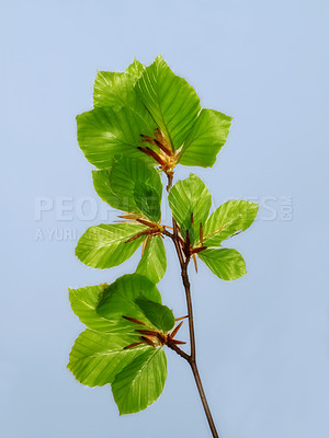 Buy stock photo Big leaves on a branch on a warm summers day with copyspace. Seasonal growth encourages change and symbolises opportunity, endurance and success. Seasonal flowers symbolising romance, love and growth