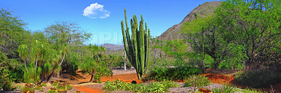 Buy stock photo A closeup image of thorny cacti