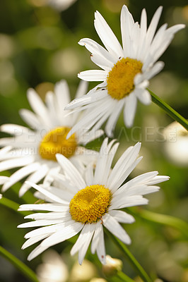 Buy stock photo Flower, daisy and ecology in outdoors for sustainability, horticulture and conservation of meadow. Plants, closeup and growth in nature of countryside, ecosystem and botany for environment on travel