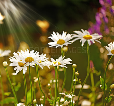 Buy stock photo Flower, daisy and ecology in nature for sustainability, horticulture and conservation of meadow. Plants, garden and growth in outdoors of countryside, ecosystem and botany for environment on travel