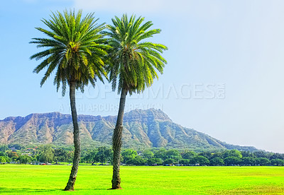 Buy stock photo Trees, tropical environment and summer in nature, field and rural on farm land. Grass, palm trees and mountains range in Honolulu holiday destination, plants and blue sky in Hawaii summer season  