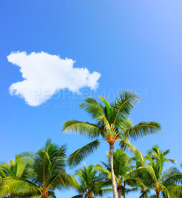 Buy stock photo Palm tree, tropical and holiday or paradise island for adventure in Maldives or summer, vacation or outdoor. Plants, environment and traveling with sunlight for resort break, forest or agriculture
