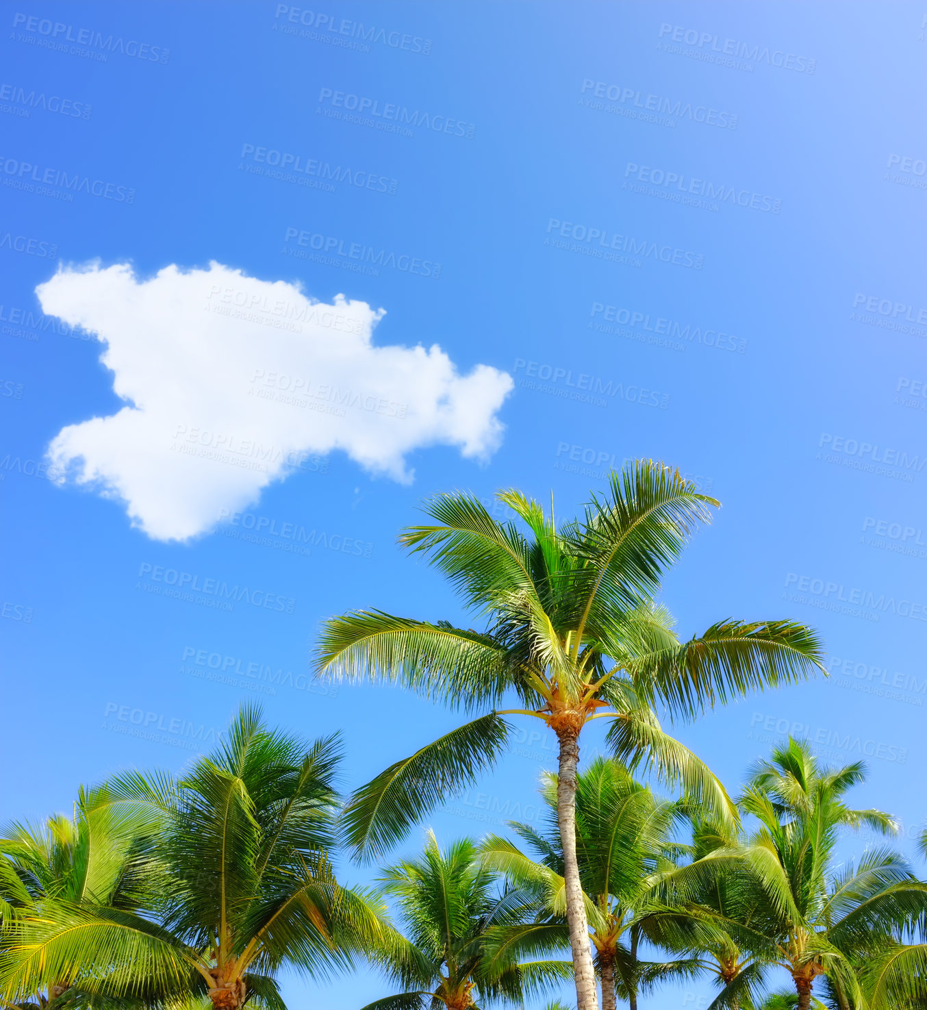 Buy stock photo Palm tree, tropical and holiday or paradise island for adventure in Maldives or summer, vacation or outdoor. Plants, environment and traveling with sunlight for resort break, forest or agriculture