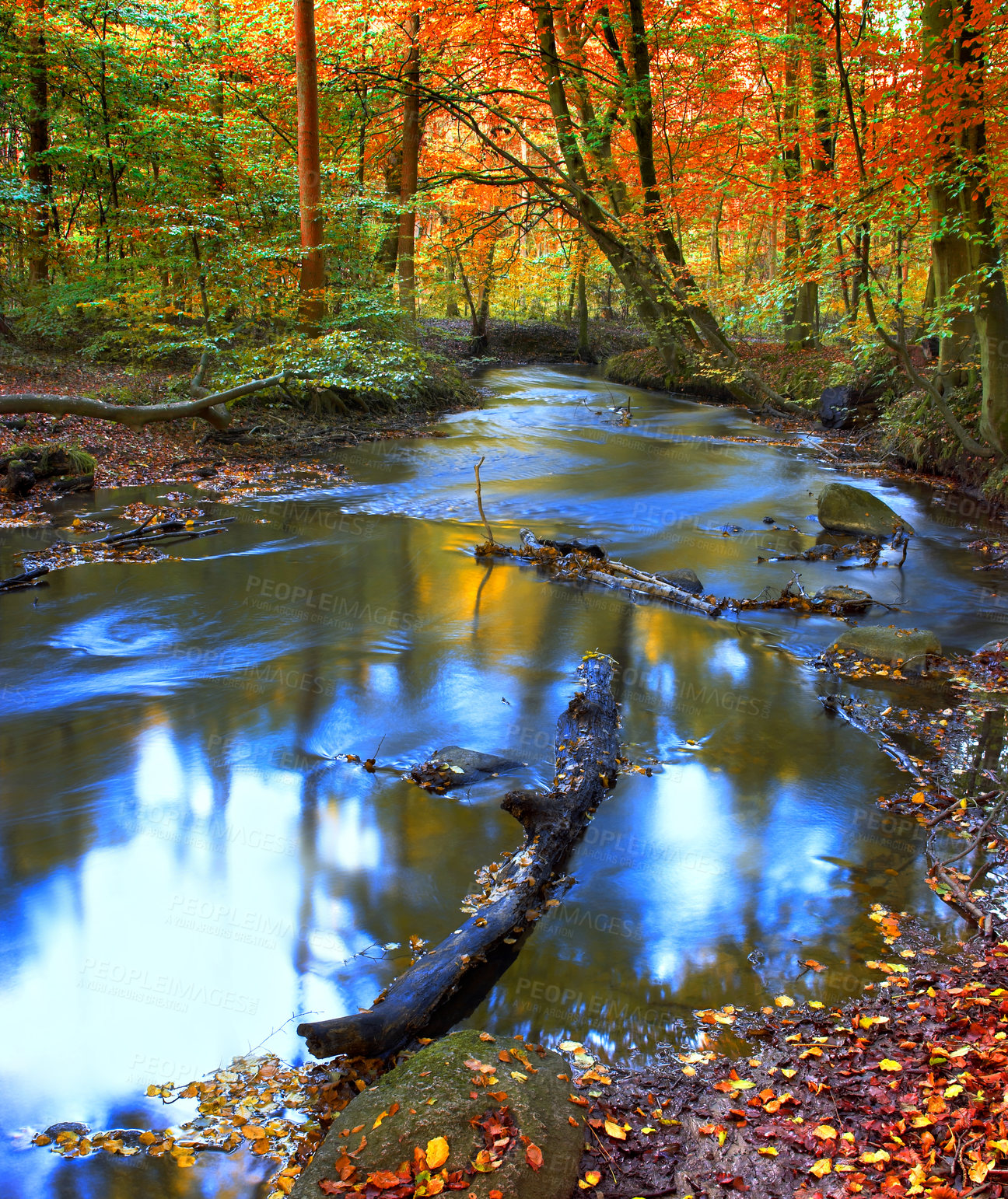 Buy stock photo Landscape, forest and water in creek with trees, bush and environment in sunshine with red leaves. Woods, river and stream with growth, sustainability and ecology for swamp, autumn and countryside