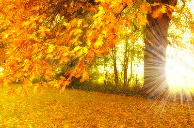 Buy stock photo Lens flare, forest and trees with sunshine, environment and eco friendly with growth or plants. Empty, autumn or fresh air with grass or natural with woods or countryside with ecology or landscape