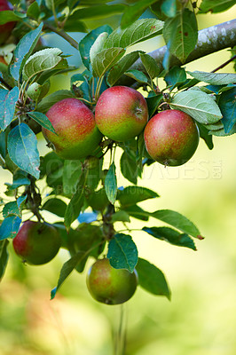 Buy stock photo Apple, tree and growth of fruit with leaves outdoor in farm, garden or orchard in agriculture or nature. Organic, food and farming in summer closeup with sustainability for healthy environment