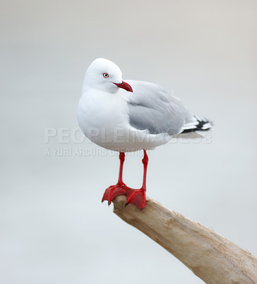 Buy stock photo Bird, outdoors and perched on branch, wooden and avian  wild animal in natural environment. Seagull, closeup and feathers for gulls native to shorelines, wildlife and birdwatching or birding