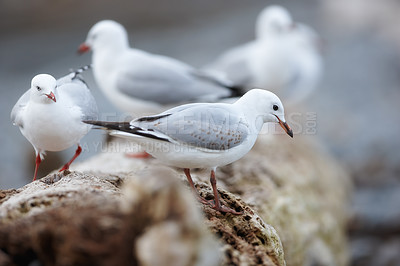 Buy stock photo Seagull, outdoor and nature environment on branch together group in ecosystem wildlife or flock, coastal or tree. Birds, feathers and outside in South Africa or animal wings, perched or countryside