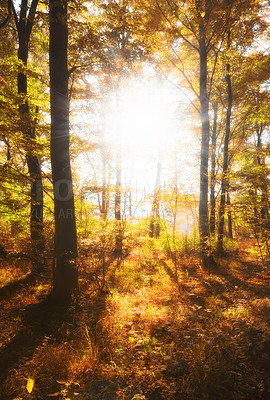 Buy stock photo A photo a Autumn forest and sun