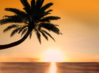 Buy stock photo Palm tree, ocean and sunset or sky horizon for holiday adventure in Maldives for summer, vacation or outdoor. Plants, environment and evening view with sunlight for sightseeing trip, calm or tropical