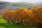 a photo of Autumn landscape in New Zealand