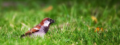 Buy stock photo Bird, grass and leaves for nature outdoor in summer for natural environment and ecology in sunshine for fly in park. Sparrow and wings on earth in sunlight for sustainable, wildlife and ecosystem 
