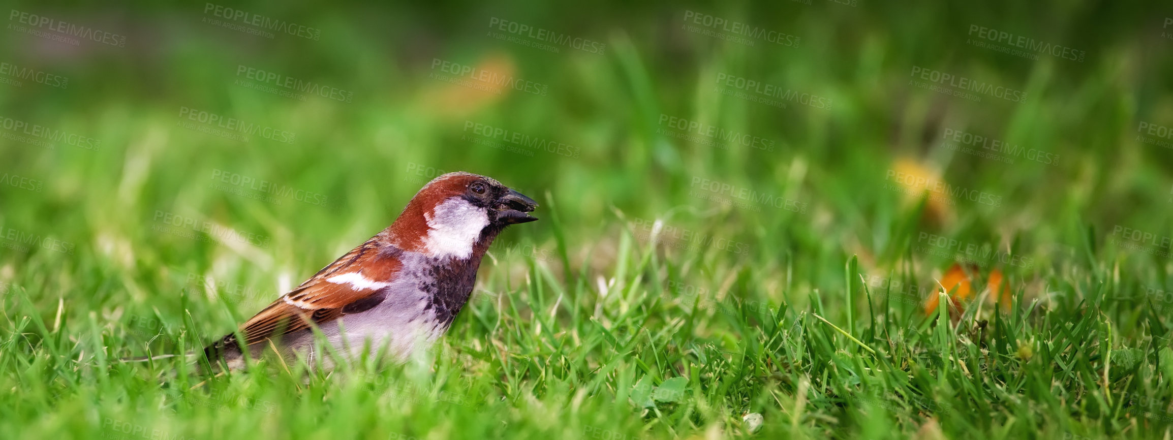 Buy stock photo Bird, grass and leaves for nature outdoor in summer for natural environment and ecology in sunshine for fly in park. Sparrow and wings on earth in sunlight for sustainable, wildlife and ecosystem 
