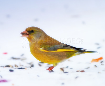 Buy stock photo Bird, snow and nature with feather in natural environment for wildlife, ecosystem and fly outdoor. Animals, greenfinch and bills with color in habitat and standing for survival in winter weather 