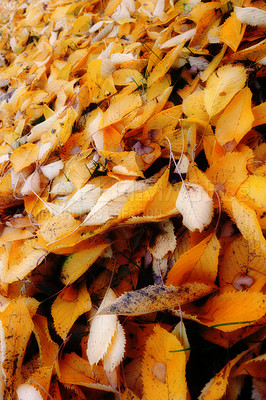 Buy stock photo Autumn, leaves and countryside with natural season of change, outdoor woods or foliage in nature. Closeup of fallen orange, brown and yellow leafs on ground with growth of an eco friendly environment