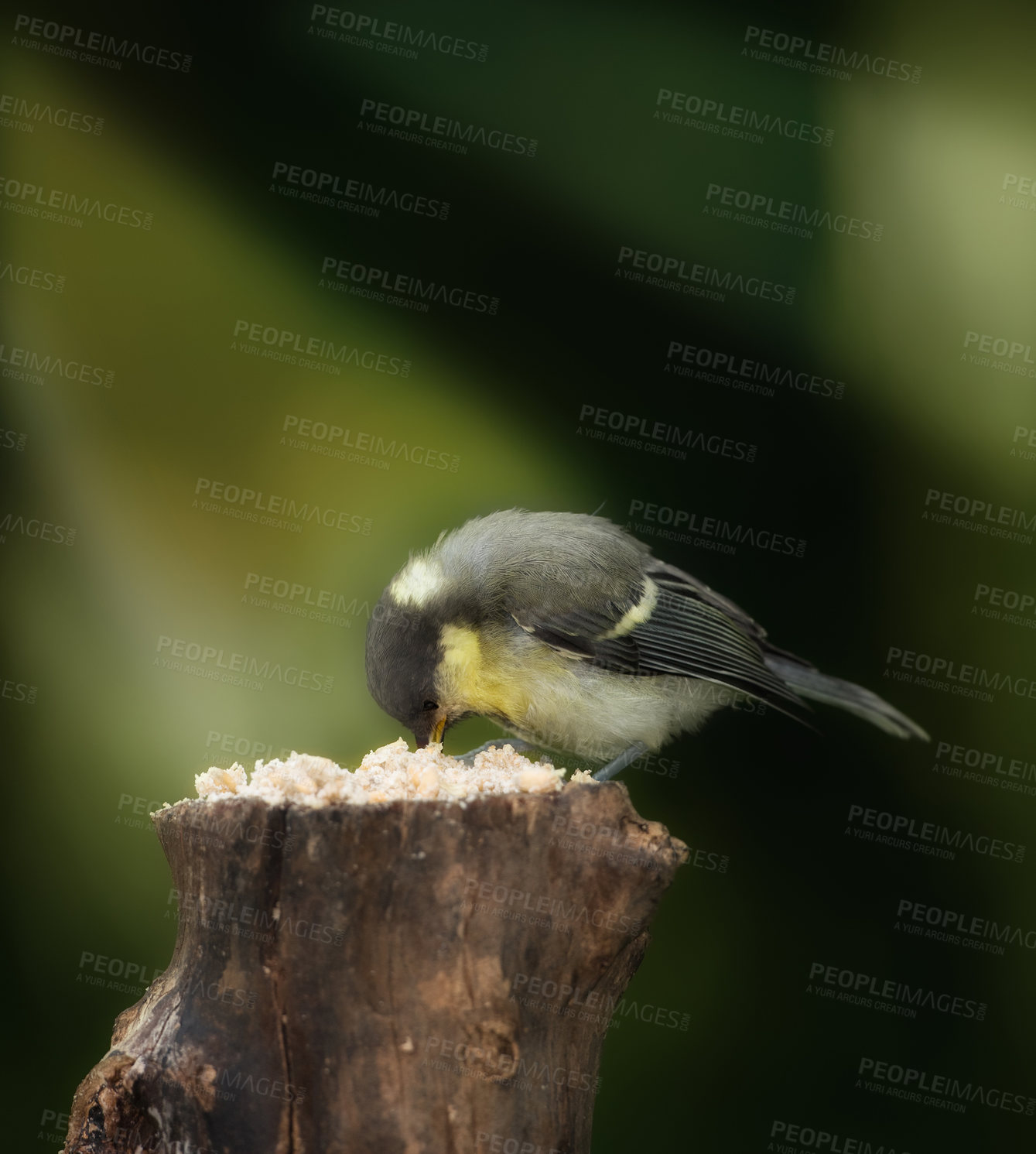 Buy stock photo Shot of a single bird outdoors