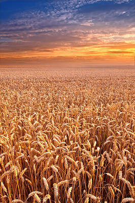 Buy stock photo Landscape, sunset and wheat field for farming, sky and environment for travel in Denmark countryside. Plant, grain and crop with horizon for natural background, sun and agriculture for sustainability