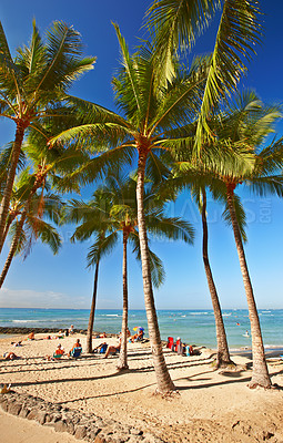 Buy stock photo Palm tree, beach and tropical paradise for adventure in Maldives or summer, vacation or outdoor. Plants, environment and island location with sunlight or sightseeing for relax trip, resort or break