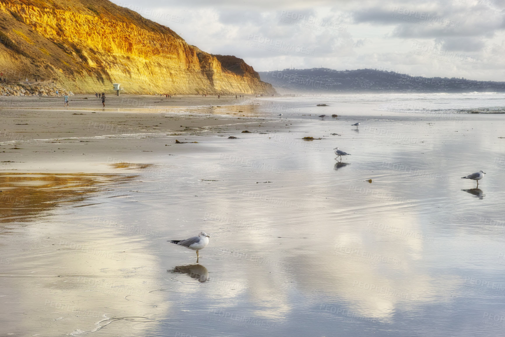 Buy stock photo Nature, coast and birds on beach by ocean for tropical holiday, vacation and travel destination. Nature, island and seagulls by seashore, waves and water in Torrey Pines Beach, San Diego, California