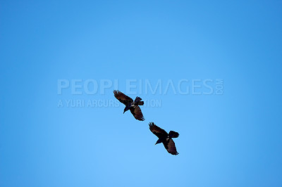 Buy stock photo Flight, freedom and crows on blue sky together, animals in migration and travel in air. Nature, wings and flock of birds flying in formation with journey, tropical summer and wildlife with feathers